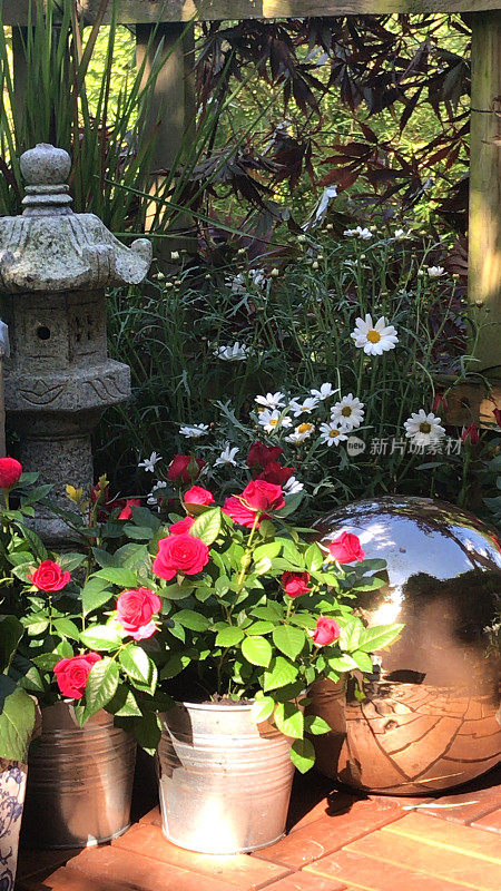 小花园阳台上的开花植物生长银锌罐桶，粉红色的红色微型玫瑰/庭院雏菊花，玛格丽特雏菊，基座花岗岩石日式灯笼，禅宗园艺户外地板，木地板装饰瓷砖
